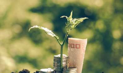 Growing plant and money