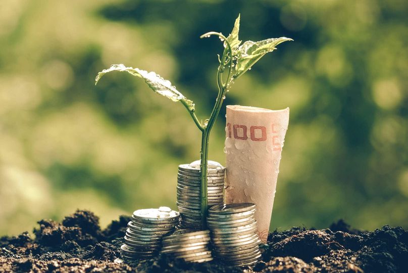 Growing plant and money