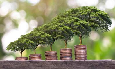 Sustainable money growing trees