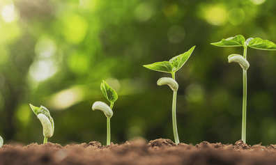 Row of seeds growing